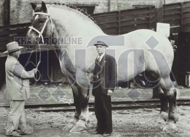 عکس | بزرگترین اسب تاریخ با ۲۱۹ سانت قد!
