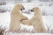 ببینید | تصاویری جالب و خنده‌دار از شادی خرس‌های قطبی در چرچیل کانادا