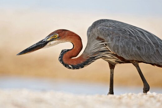 ببینید | مرگ دلخراش پرنده مهاجر با گیر کردن در دیوار