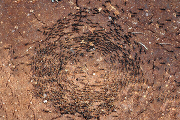 ببینید | وقتی مورچه‌ها در مارپیچ مرگ گرفتار می‌شوند!