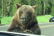 ببینید | خسارت میلیاردی خرس بازیگوش به خودرو «لامبورگینی»
