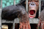 ببینید | شامپانزه بی‌اعصاب اینگونه مردم حاضر در باغ وحش را فراری داد