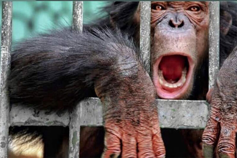 شامپانزه‌های وحشی یائسه می‌شوند