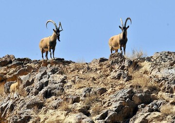 سرشماری زمستانه حیات وحش چهارمحال و بختیاری آغاز شد