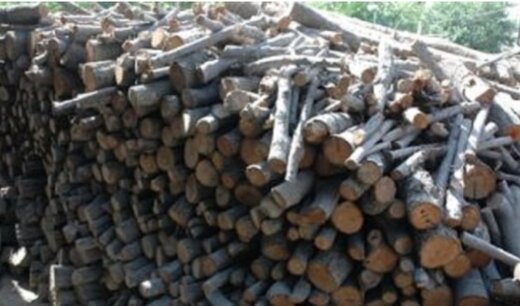 کشف یک تن و ۵۰۰ کیلو چوب قاچاق در "لردگان "