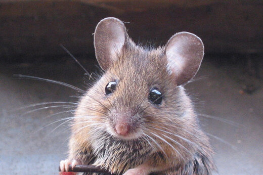 واکنش شهرداری به فیلم حضور موش‌ها بالای درخت: ساختگی است