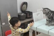 ببینید | همدستی جالب و شگفت‌انگیز یک گربه با یک کودک برای خوردن خوراکی
