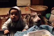 ببینید | واکنش خنده‌دار یک کودک خردسال به سگ سخن‌گو!