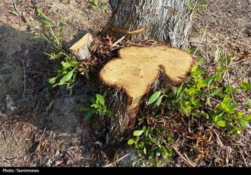 مدیرکل آبخیزداری آذربایجان‌غربی : قطع درختان روستای بند ارومیه قانونی بوده است