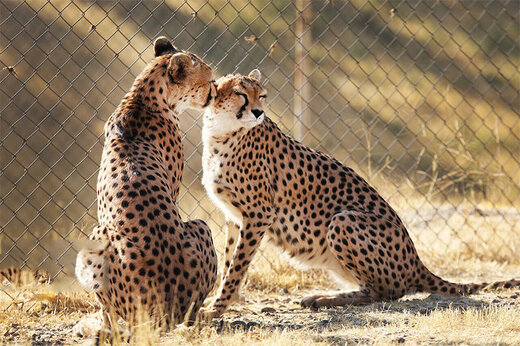 ببینید | تصاویری مخفی از رابطه احساسی دو یوزپلنگ