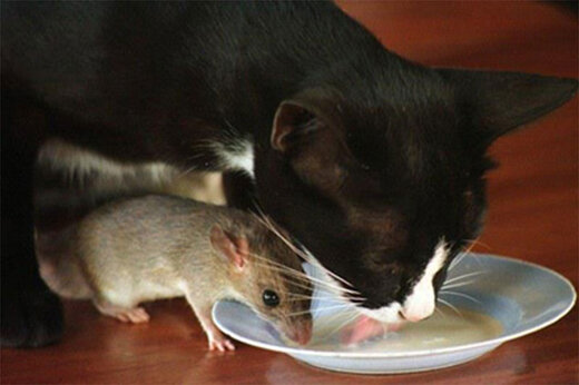 ببینید | حمله یک موش غول‌پیکر به ظرف غذای یک گربه؛ تام و جری واقعی