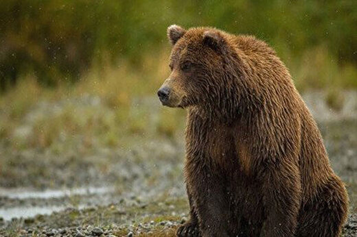 ببینید | احوالپرسی پر احساس یک محیطبان با خرس به زبان مازنی