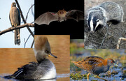 شناسایی ۵ گونه جانوری جدید در استان یزد