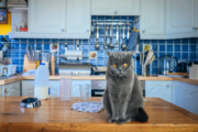 ببینید | خرابکاری خنده‌دار یک گربه بازیگوش در آشپزخانه!
