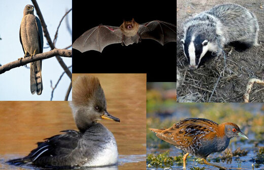 شناسایی ۵ گونه جانوری جدید در استان یزد