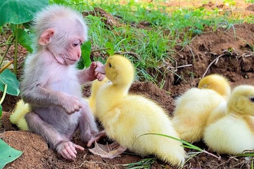 ببینید | بازیگوشی و ابراز علاقه تماشایی یک میمون به چند جوجه اردک