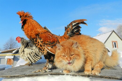 ببینید | جدال جالب یک مرغ و خروس با گربه بازیگوش؛ اتحاد رمز موفقیت