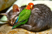 ببینید | شیطنت و بازی خنده‌دار گربه‌های «جواد خواجوی» با مرغ عشق