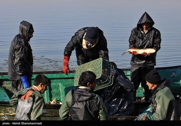 تصاویر | قاب‌هایی دیدنی از صید ماهی گرم‌‏آبی در تالاب عشق آباد- ری