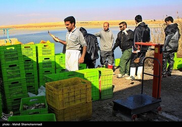 تصاویر | قاب‌هایی دیدنی از صید ماهی گرم‌‏آبی در تالاب عشق آباد- ری