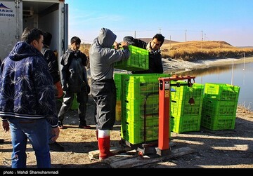 تصاویر | قاب‌هایی دیدنی از صید ماهی گرم‌‏آبی در تالاب عشق آباد- ری