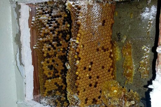 ببینید | کشف عجیب در حمام؛ کندوی زنبور عسل سه متری پشت دیوار
