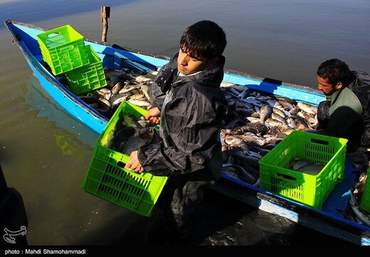 تصاویر | قاب‌هایی دیدنی از صید ماهی گرم‌‏آبی در تالاب عشق آباد- ری