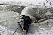 ببینید | سقوط تلخ ۲۰ گاو در حوضچه یخ‌زده