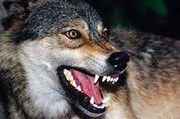 حمله گرگ‌های گرسنه به دامداری بدون نگهبان