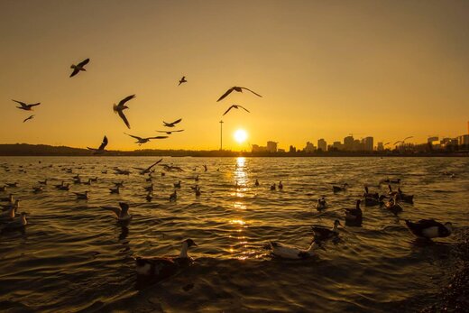 دریاچه شهدای خلیج فارس، میزبان پرندگان مهاجر؛ از گاوچرانک تا مگس گیر خالدار/ عکس