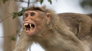 ببینید | لحظه عصبانیت و حمله یک میمون به دوربین پرنده!