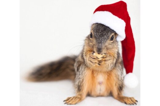 ببینید | لحظه خنده‌دار دزدیدن کلاه بابانوئل توسط سنجاب زبل!