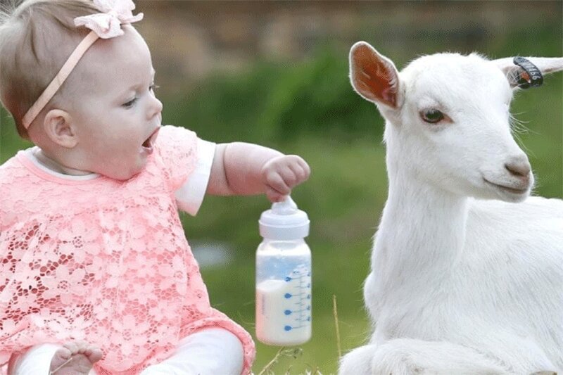 ببینید | هم‌نوازی و تقلید خنده‌دار یک کودک از روی دست یک بزغاله