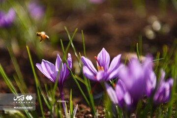 آخرین روز های برداشت زعفران از مزارع مازندران