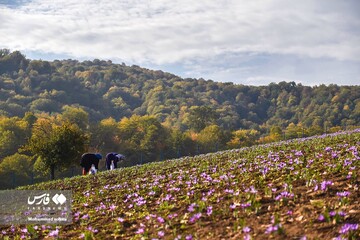 آخرین روز های برداشت زعفران از مزارع مازندران