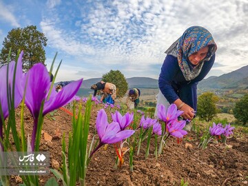 آخرین روز های برداشت زعفران از مزارع مازندران