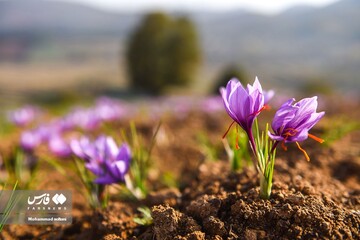آغاز برداشت بهترین زعفران دنیا از 15 روز آینده