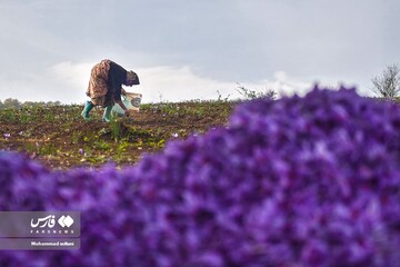 آخرین روز های برداشت زعفران از مزارع مازندران