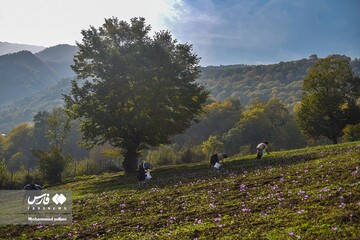 آخرین روز های برداشت زعفران از مزارع مازندران