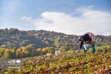 آخرین روز های برداشت زعفران از مزارع مازندران