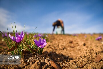 آخرین روز های برداشت زعفران از مزارع مازندران