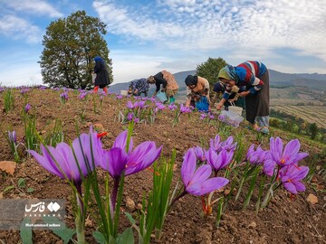 آخرین روز های برداشت زعفران از مزارع مازندران