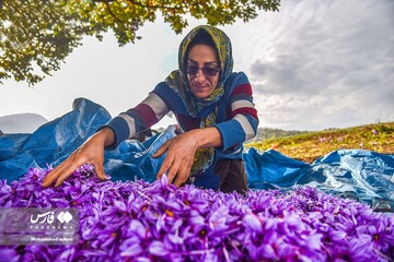 آخرین روز های برداشت زعفران از مزارع مازندران