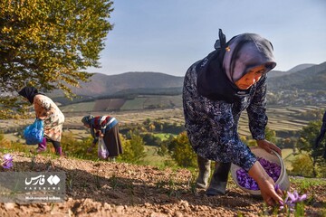 قیمت طلای قرمز ایران افزایش پیدا کرد/ یک کیلو زعفران هم قیمت یک موتور