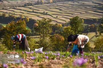 آخرین روز های برداشت زعفران از مزارع مازندران
