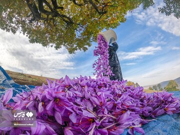 آخرین روز های برداشت زعفران از مزارع مازندران