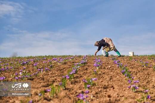 آخرین روز های برداشت زعفران از مزارع مازندران