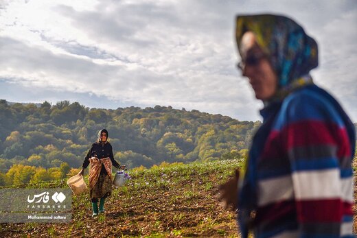 آخرین روز های برداشت زعفران از مزارع مازندران