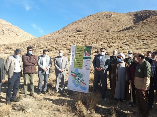 کاشت بذربادام کوهی با مشارکت مردم در سطح ۲۰۰ هکتار از مراتع و ذخیره‌گاه‌های  جنگلی شهرستان مهدیشهر