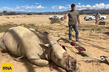 تصاویر | قاب‌های ناراحت‌کننده از شکار غیرقانونی در یک منطقه حفاظت‌شده در کالیفرنیا